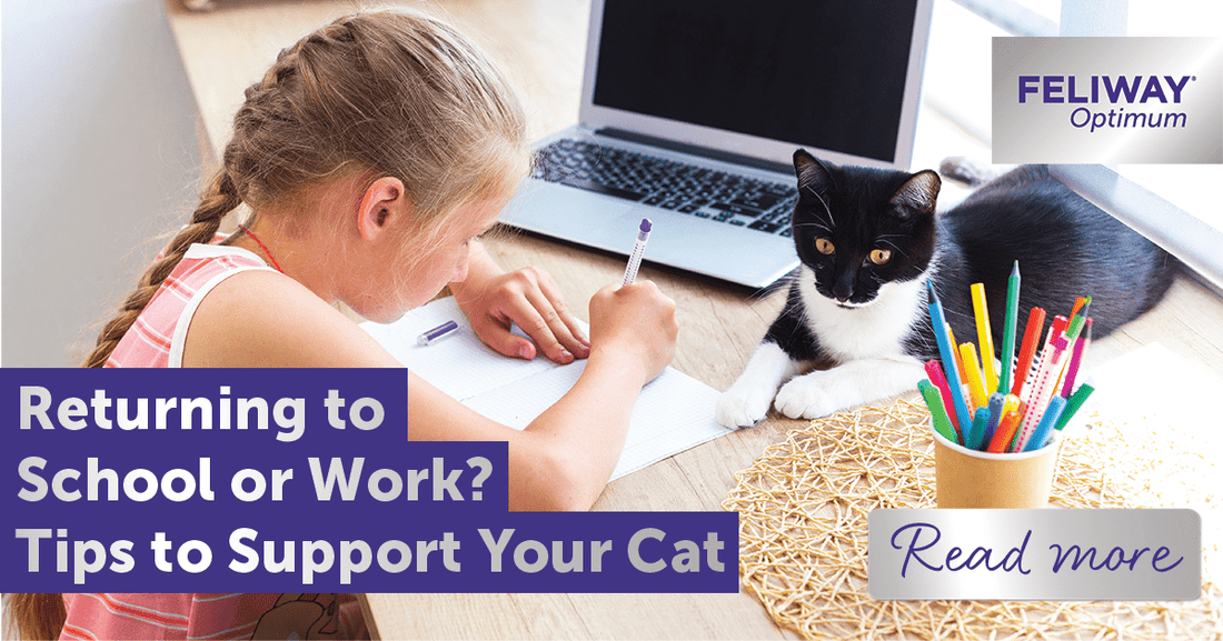 Returning to School or Work? Tips to Support Your Cat Through Changes