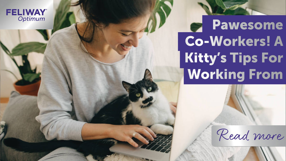 Pawesome Co-Workers! A Kitty‚Äôs Tips For Working From Home!