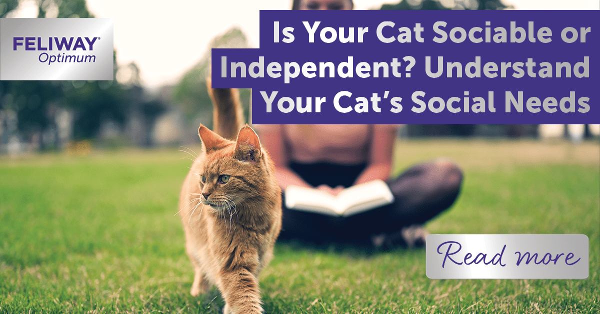 Is Your Cat Sociable or Independent? Understand Your Cat‚Äôs Social Needs