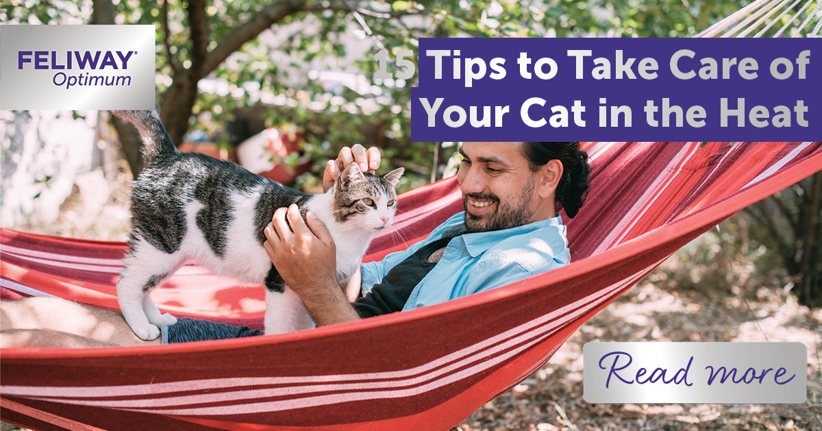 15 Tips to Take Care of Your Cat in the Heat