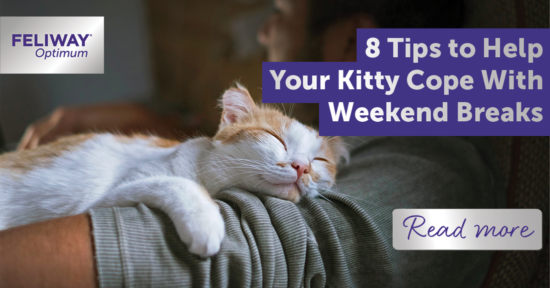 8 Tips to Help Your Kitty Cope With Weekend Breaks