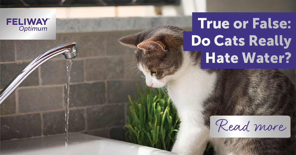 True or False: Do Cats Really Hate Water?