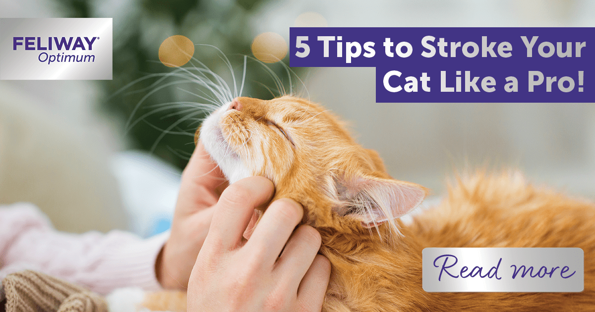 5 Tips to Stroke Your Cat Like a Pro!