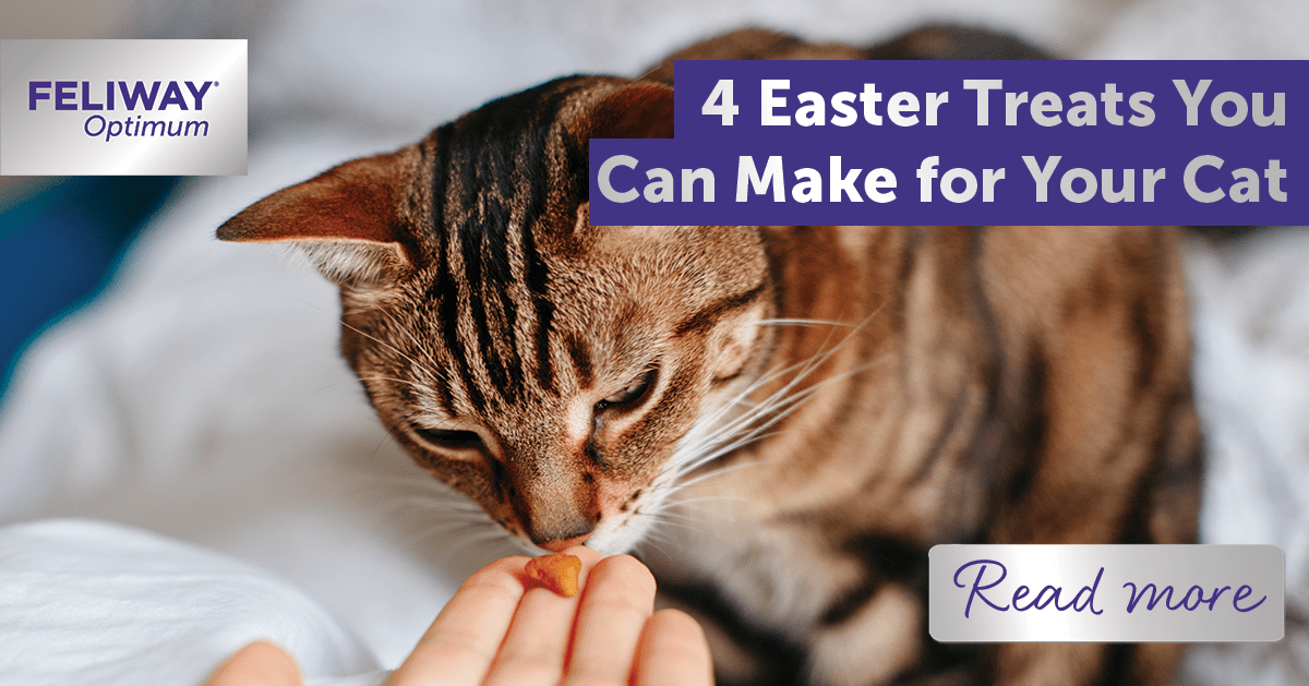 4 Easter Treats You Can Make for Your Cat