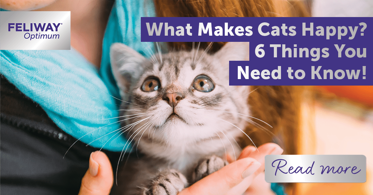 What Makes Cats Happy? 6 Things You Need to Know! – Feliway UK