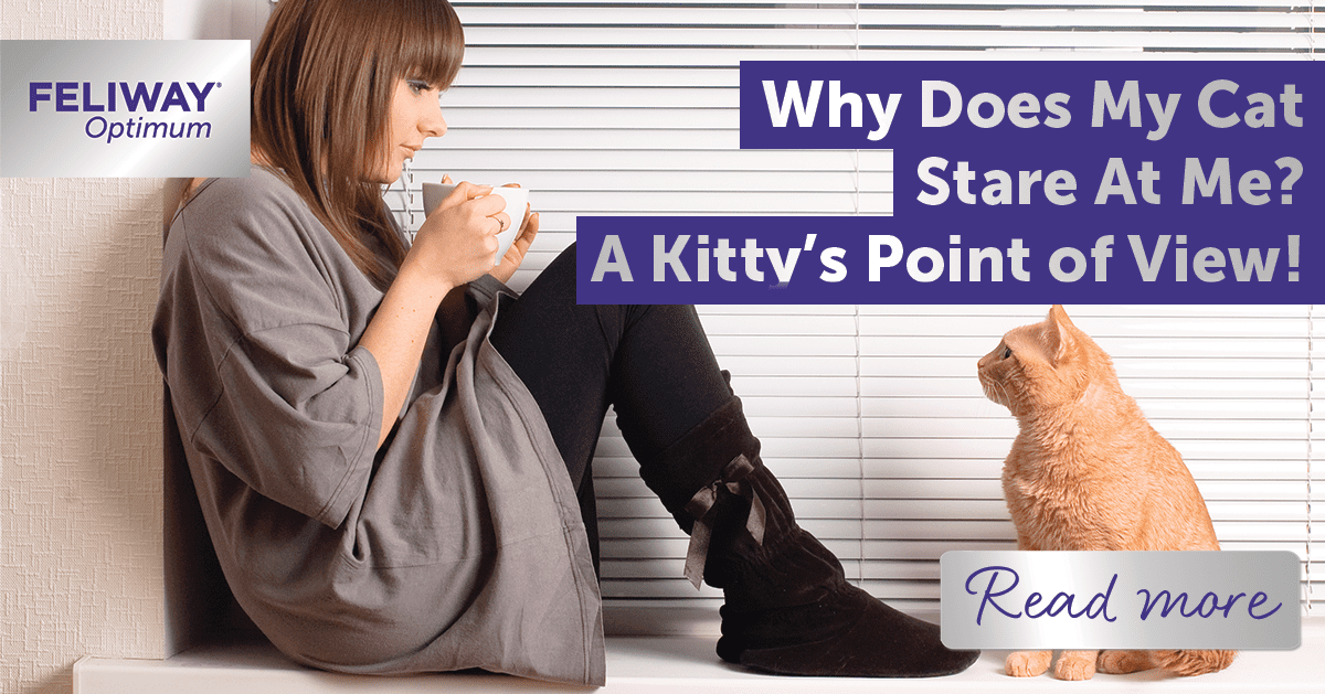 Why Does My Cat Stare At Me? A Kitty‚Äôs Point of View!