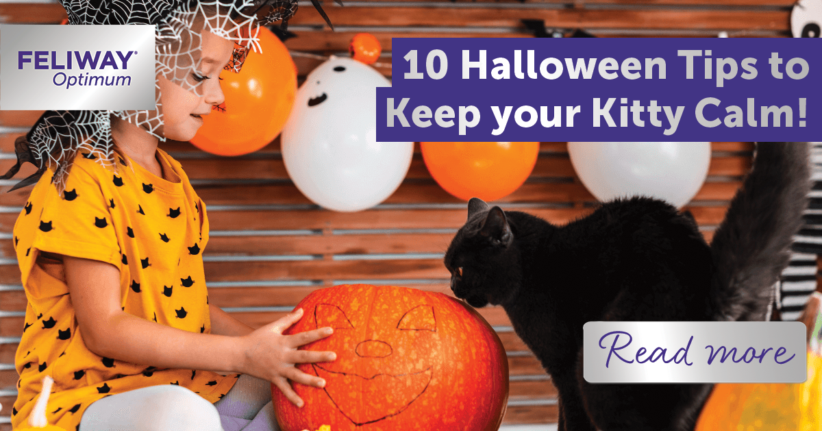 10 Halloween Tips to Keep Your Kitty Calm!