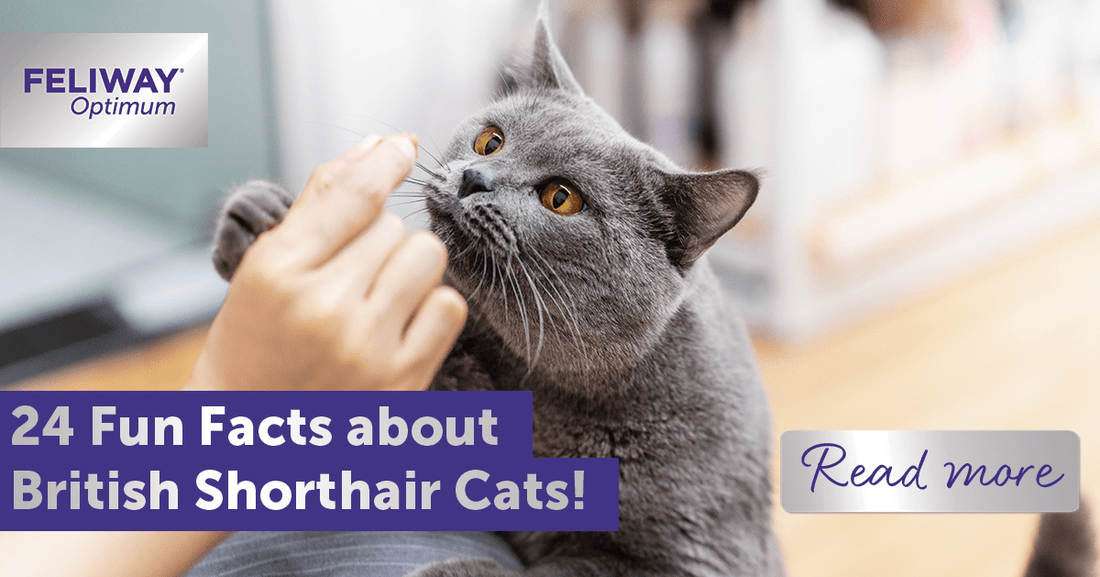 24 Fun Facts about British Shorthair Cats!