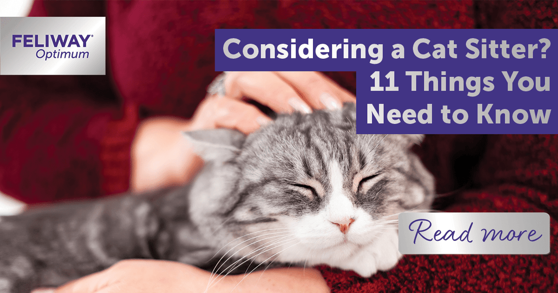 Considering a Cat Sitter?11 Things You Need to Know