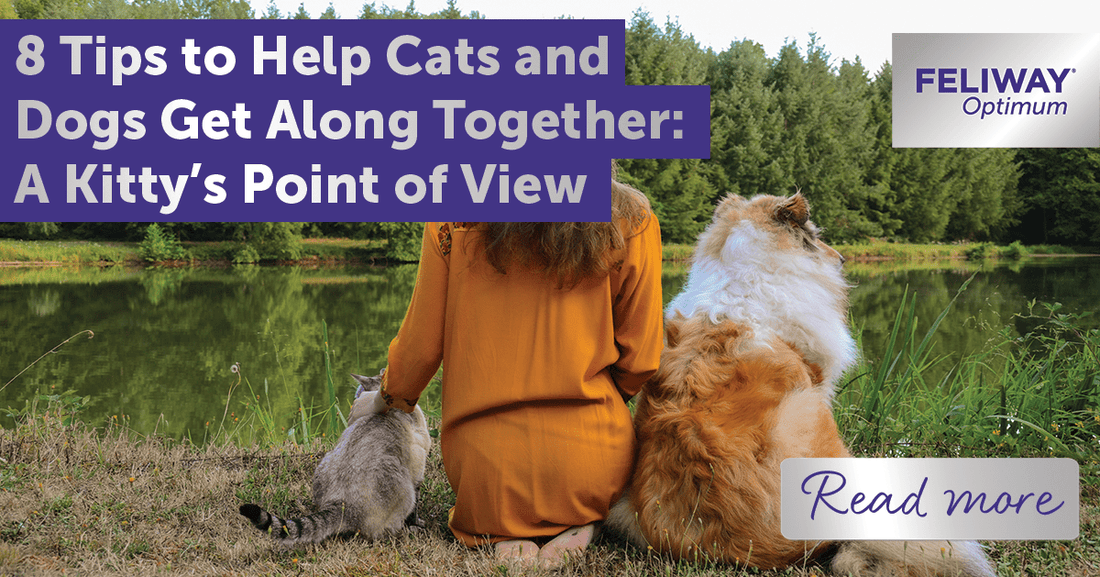 8 Tips to Help Cats and Dogs Get Along Together: A Kitty‚Äôs Point of View