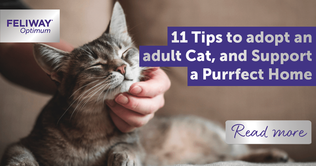 11 Tips to Adopt an Adult Cat, and Support a Purrfect Home