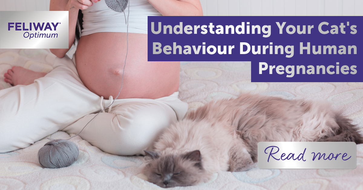 Curious Kitties! Understanding Your Cat's Behaviour During Human Pregnancies