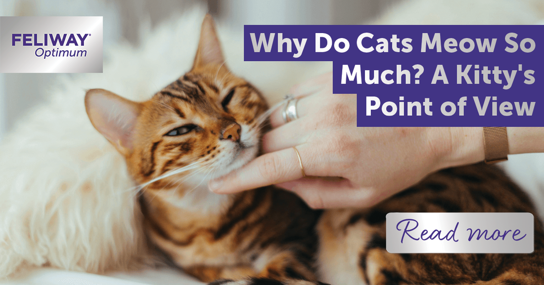 Why Do Cats Meow So Much? A Kitty's Point of View