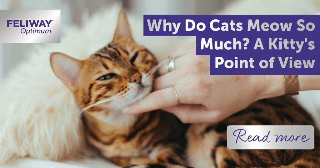 Why Do Cats Meow So Much A Kitty s Point of View