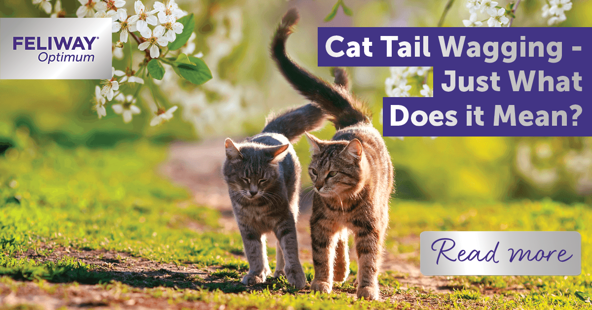 Cat Tail Wagging - Just What Does it Mean?