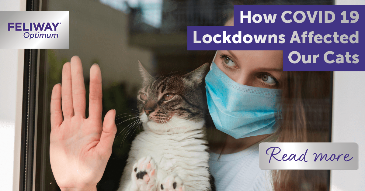How COVID 19 Lockdown Affected Our Cats