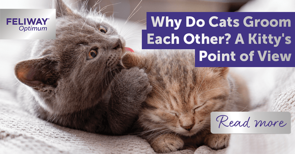 Why Does One Cat Groom the Other More: Surprising Reasons Explained