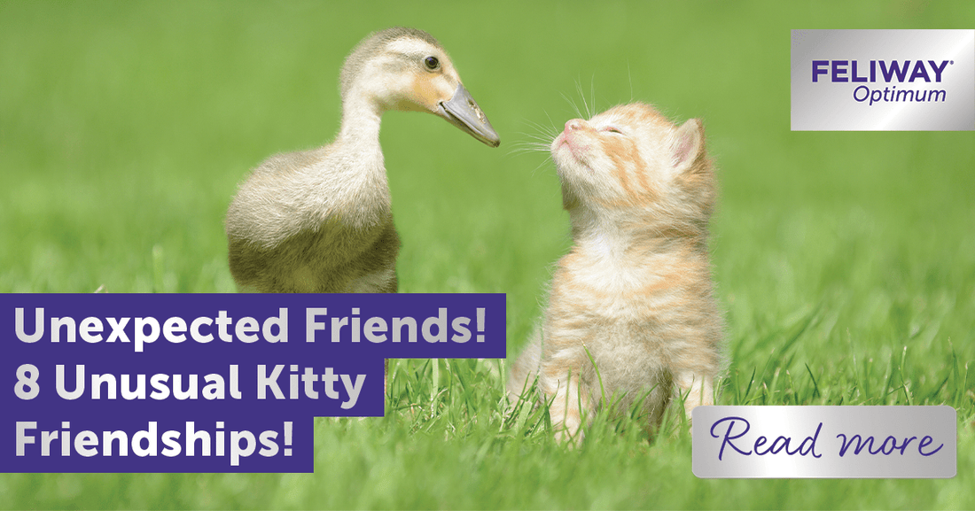 Unexpected Friends! 8 Unusual Kitty Friendships!