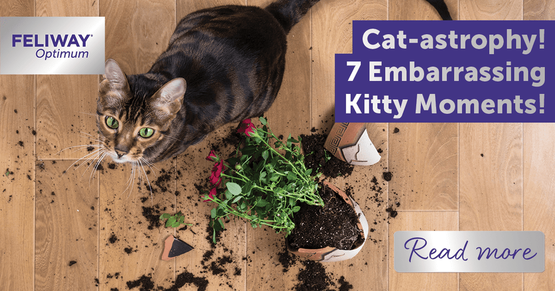Cat-astrophy! 7 Embarrassing Kitty Moments!