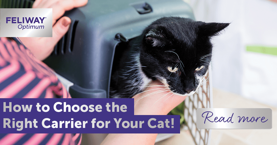 How to Choose the Right Carrier for Your Cat!