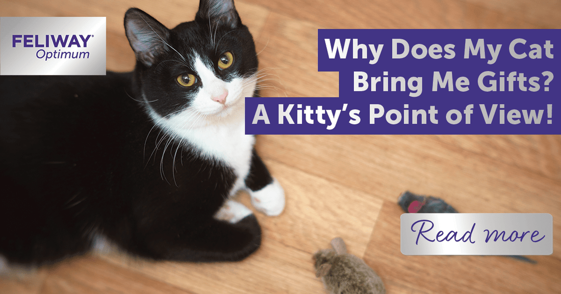 Why Does My Cat Bring Me Gifts? A Kitty‚Äôs Point of View!