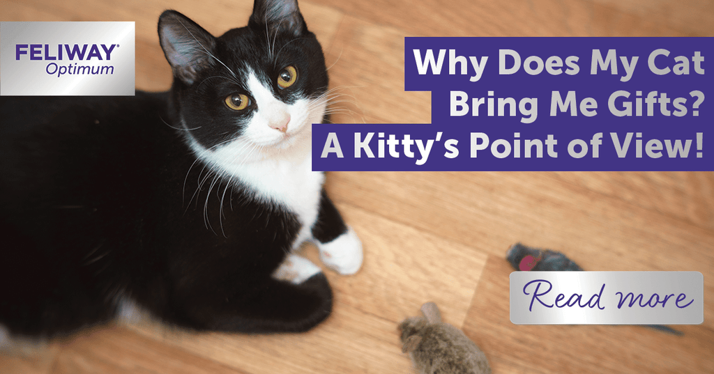 Why Does My Cat Bring Me Toys: Surprising Reasons Explained!