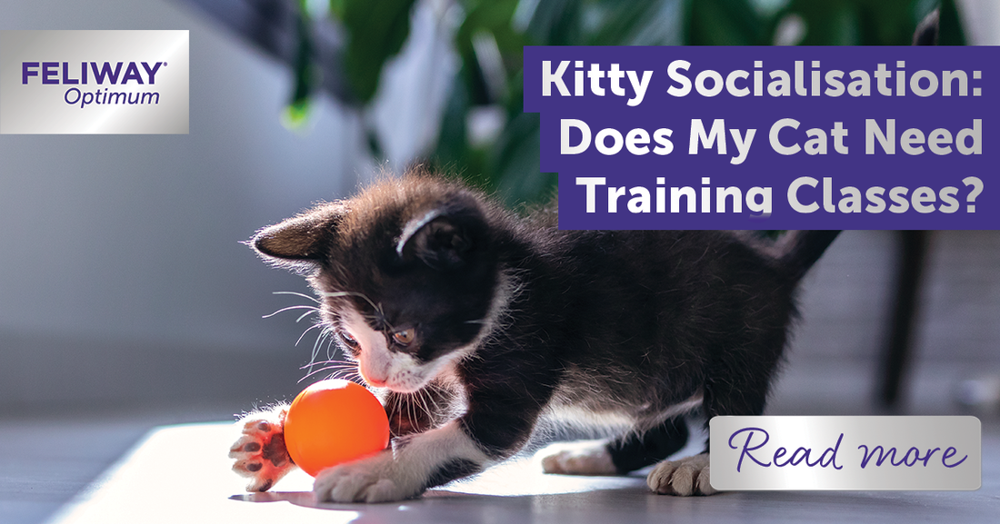 Kitty Socialisation: Does My Cat Need Training Classes?
