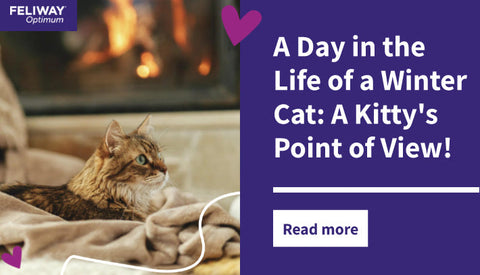 A Day in the Life of a Winter Cat: A Kitty's Point of View!