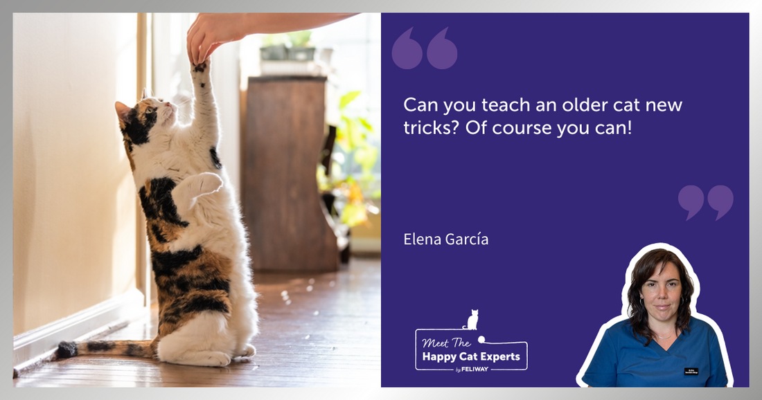 Can you train a cat? Top tips for cat training