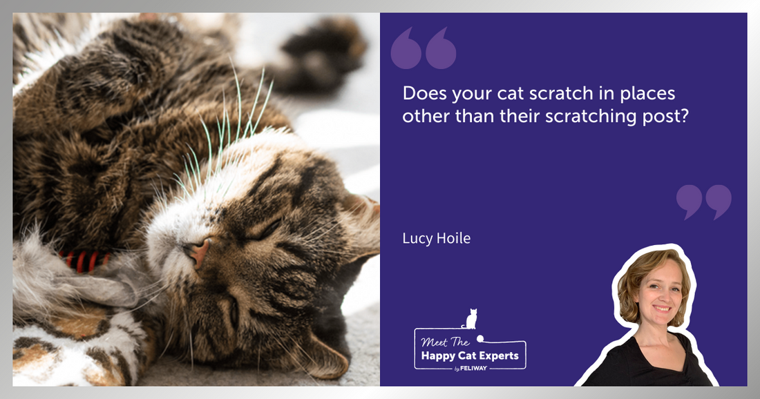 Happy Cat Expert - How to Encourage Your Catto Use a Scratching Post