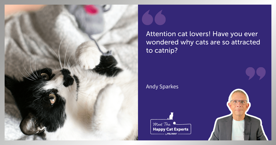 Happy Cat Expert: Cats and Catnip. Why do They Like it so Much?