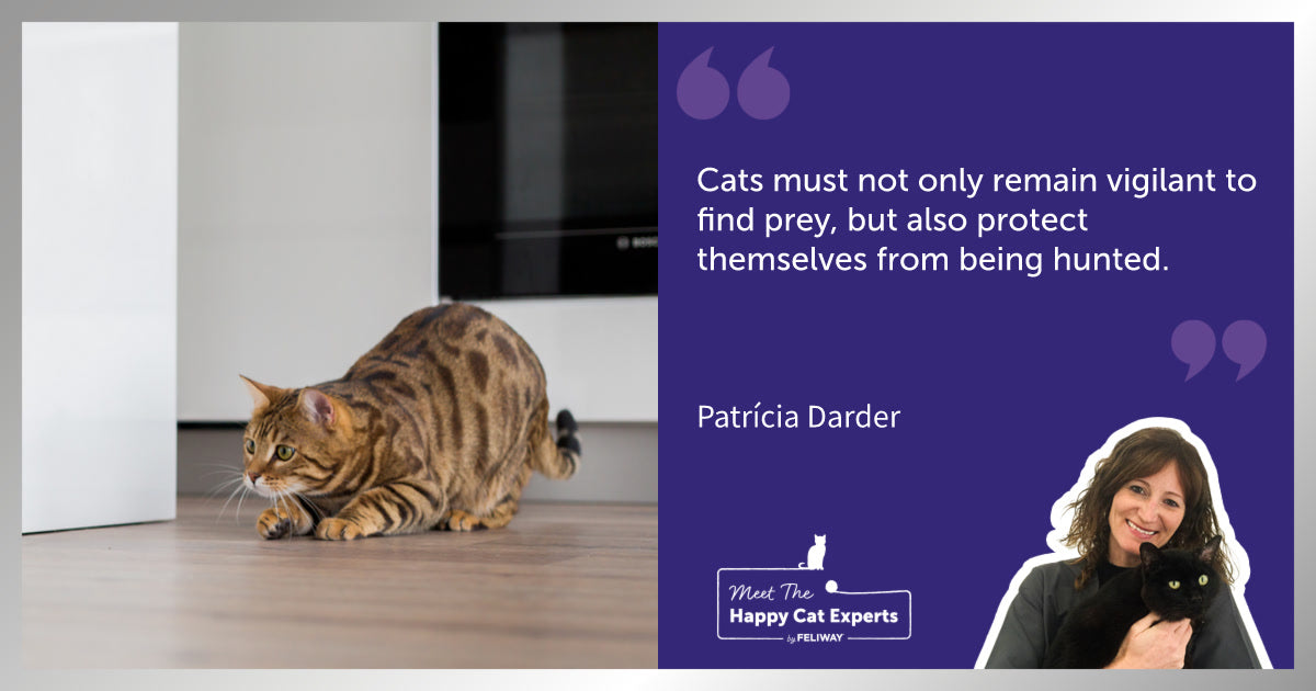 The Cat and Its Two Roles: Hunter and Prey – A Happy Cat Expert Explains!
