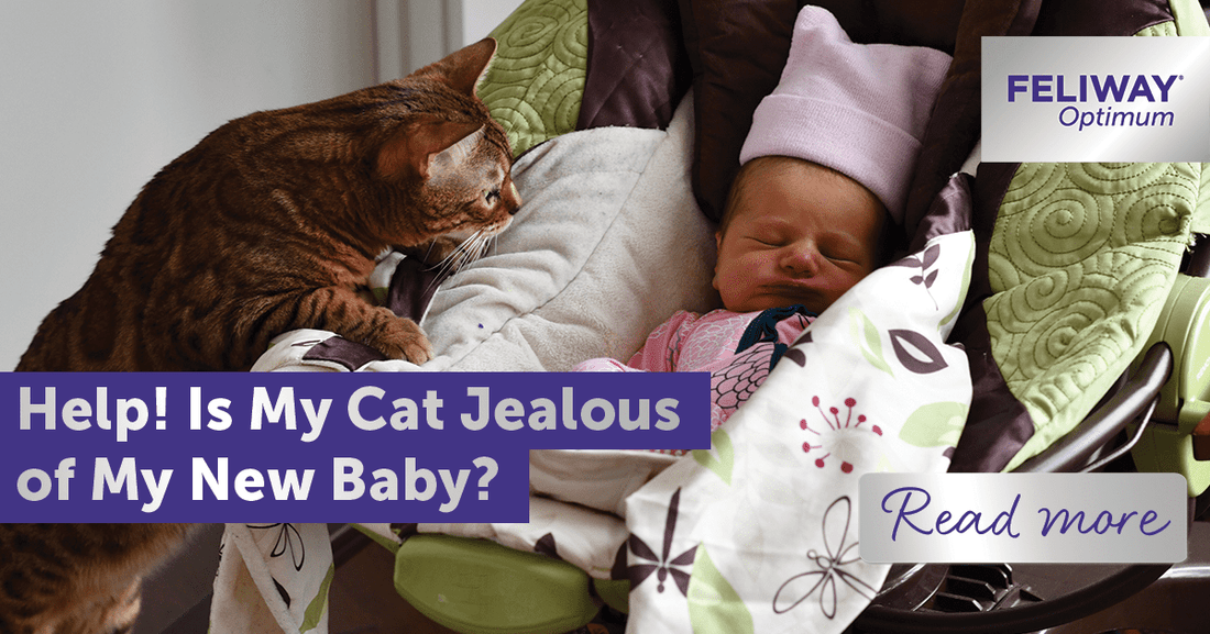 Help! Is My Cat Jealous of My New Baby?