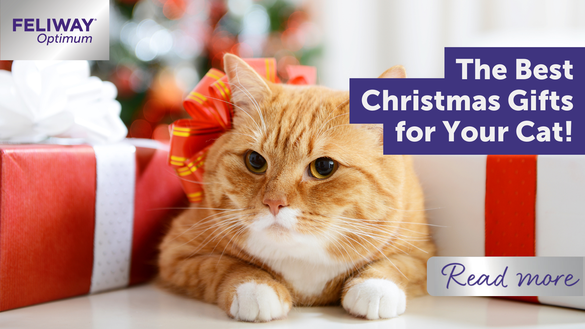 The Best Christmas Gifts for Your Cat!