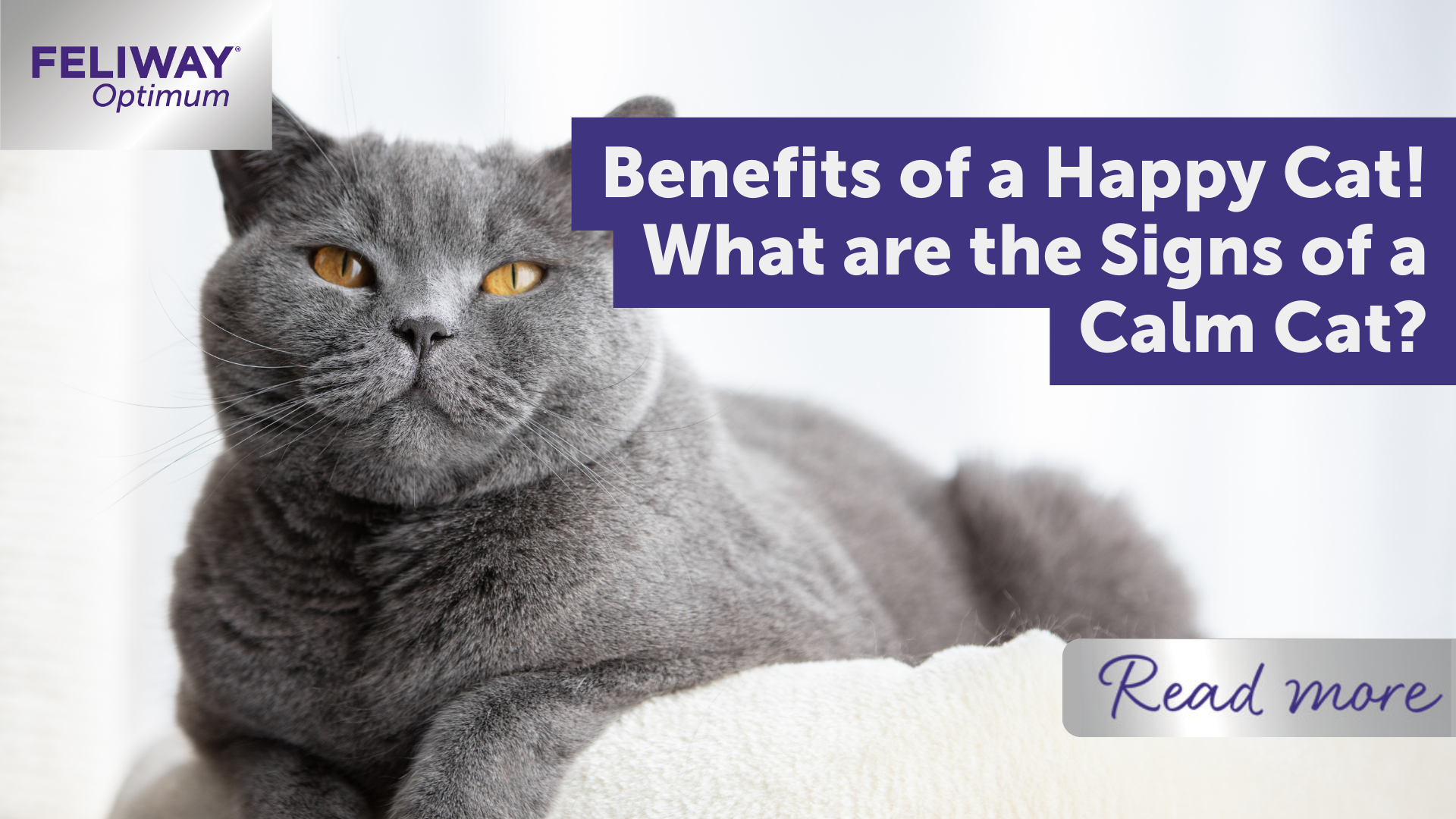 Benefits of a Happy Cat! What are the Signs of a Calm Cat?