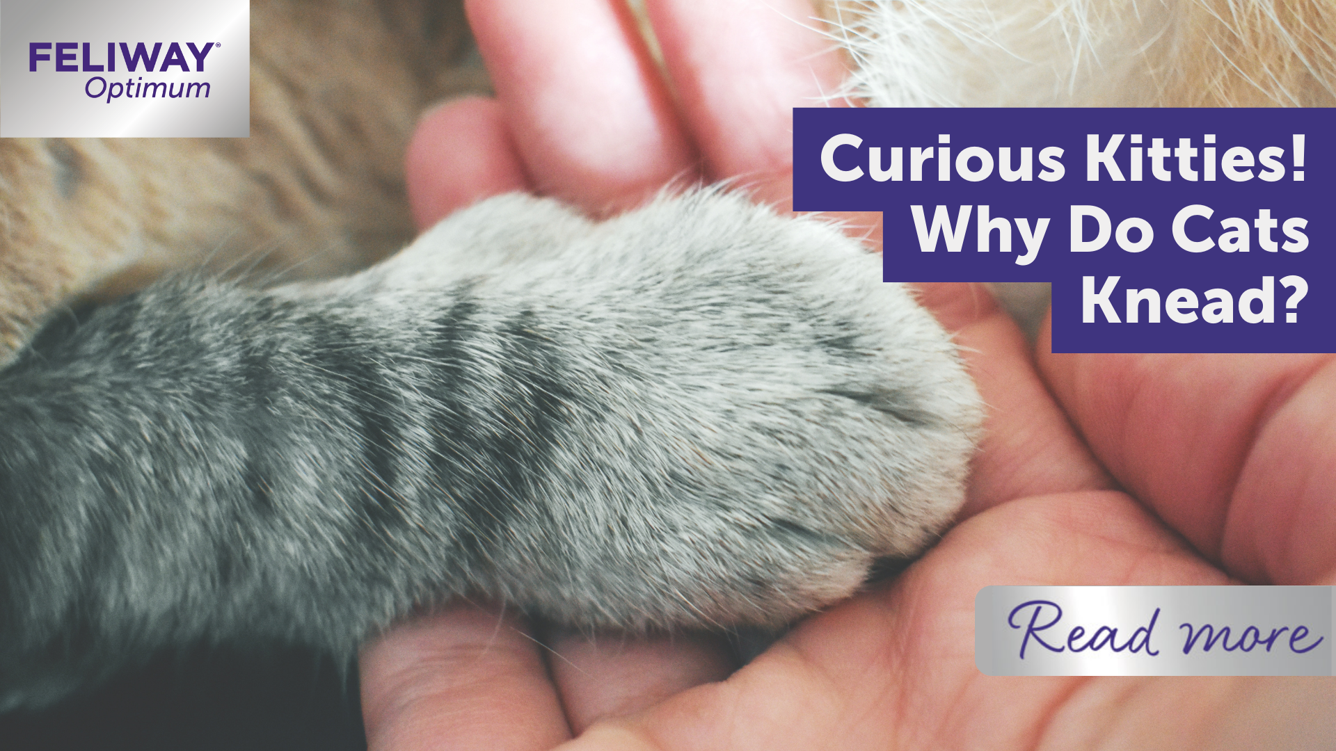 Curious Kitties! Why Do Cats Knead?
