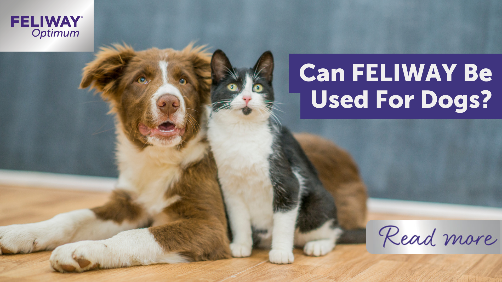 Can FELIWAY Be Used For Dogs?