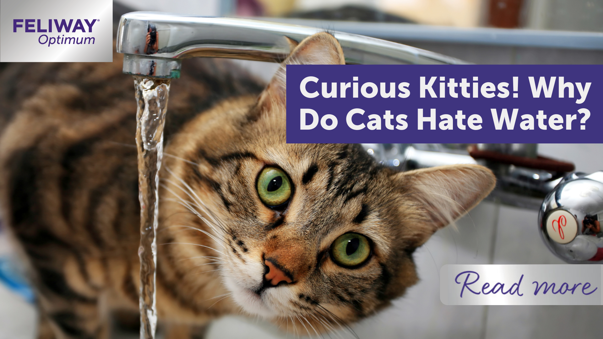 Curious Kitties! Why Do Cats Hate Water? | FELIWAY