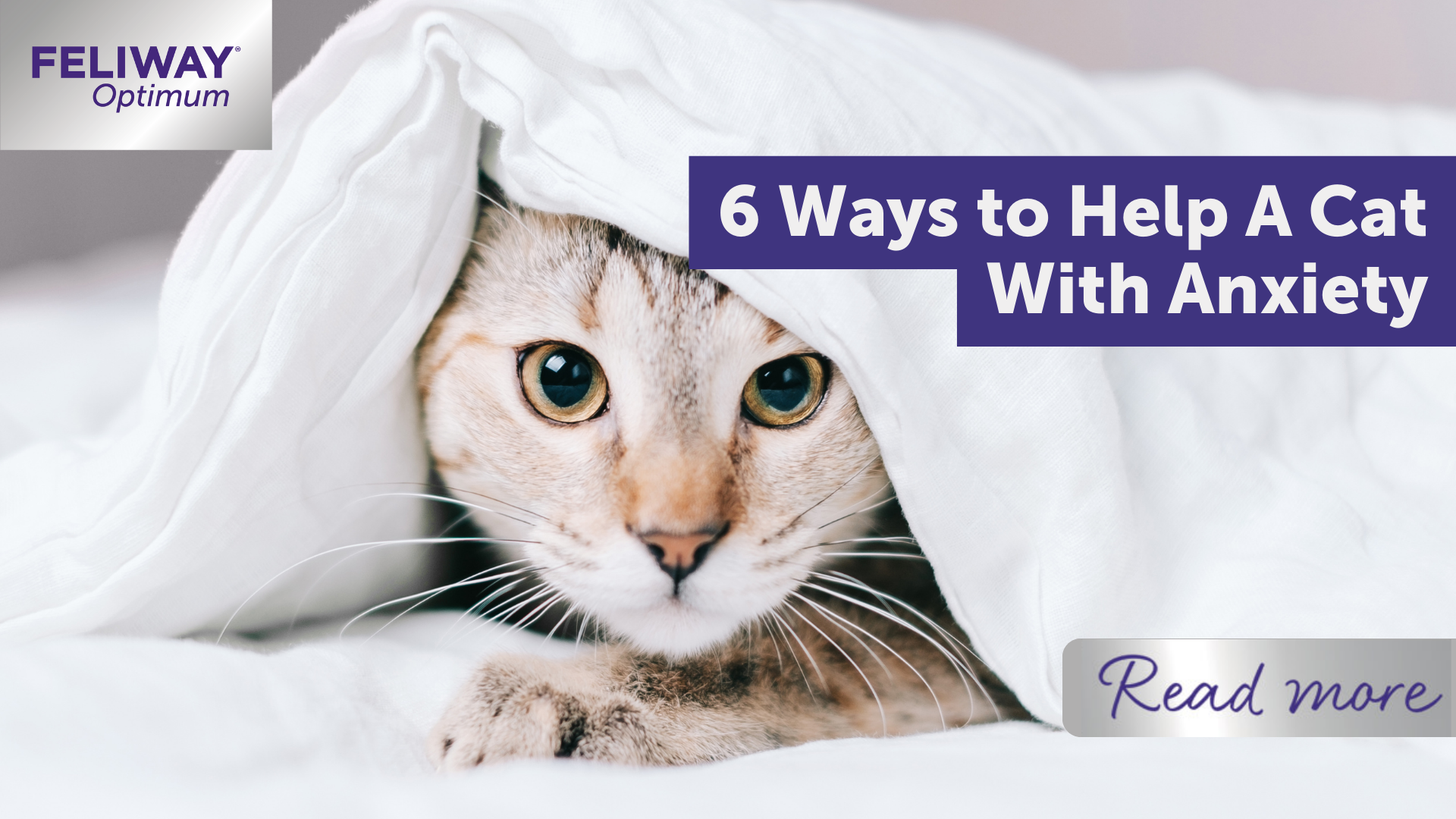 6 Ways to Help A Cat With Anxiety