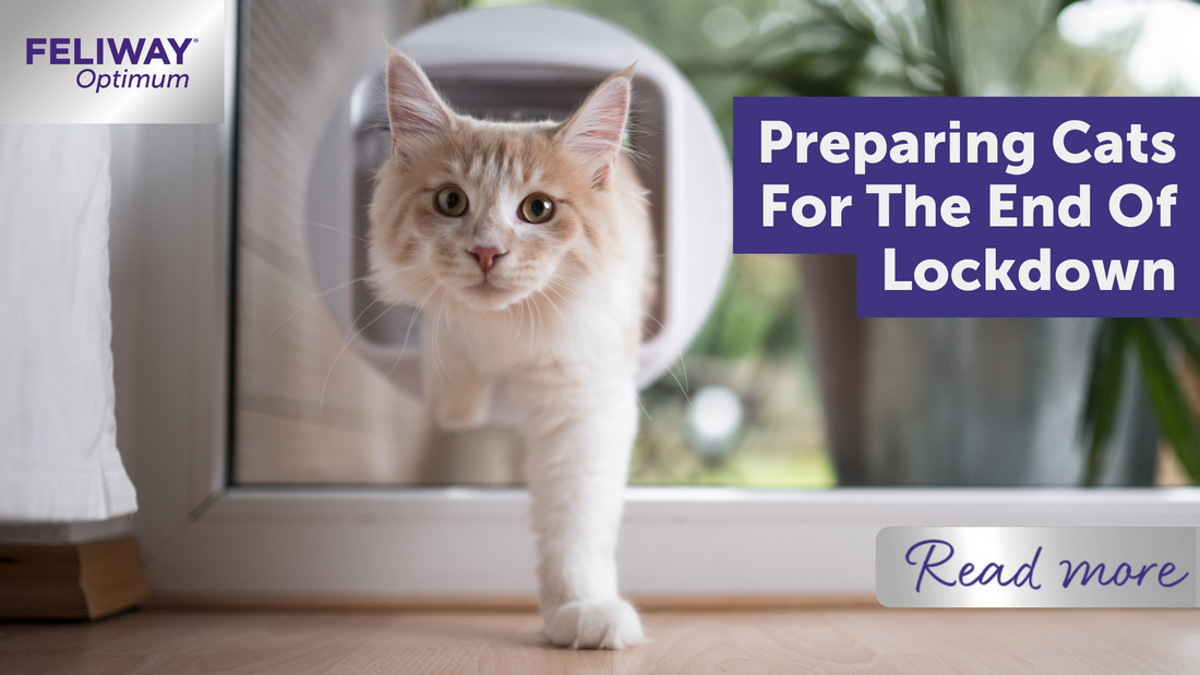 Preparing cats for the end of lockdown