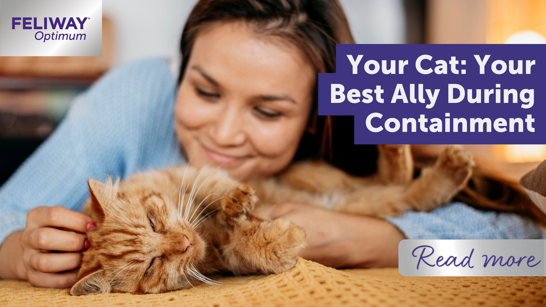 Your cat: your best ally during containment