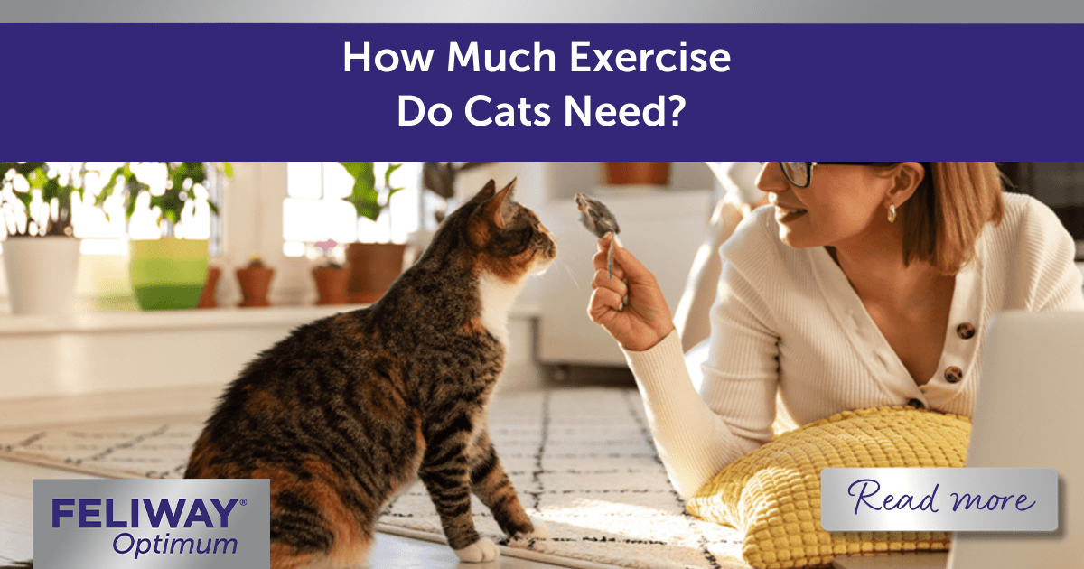 How Much Exercise Do Cats Need? | FELIWAY