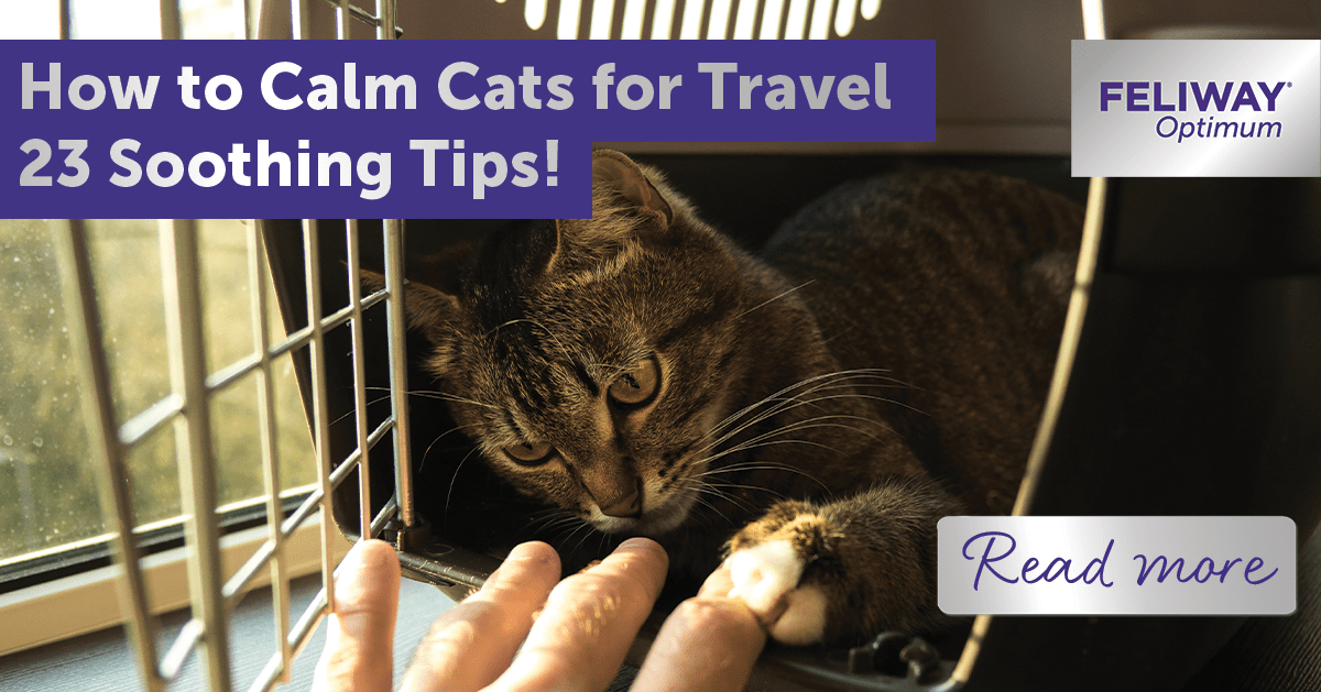 How to Calm Cats for Travel – 23 Soothing Tips!
