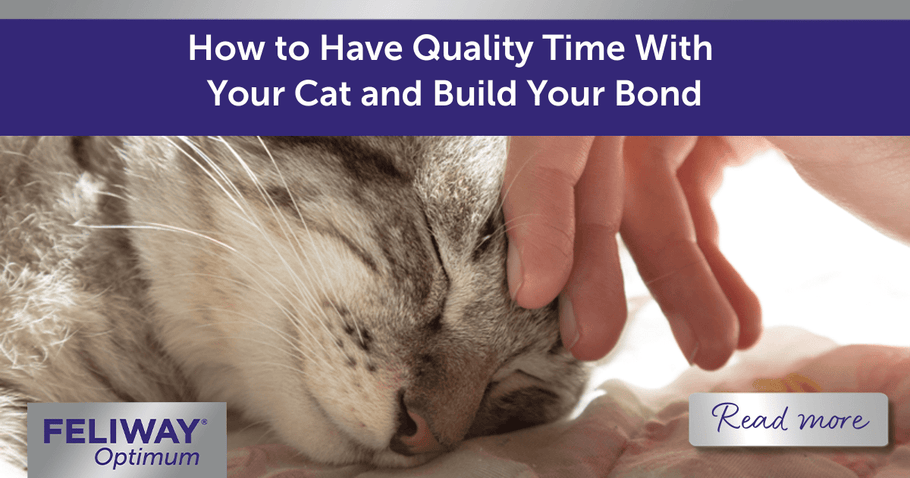 How to Have Quality Time with Your Cat and Build Your Bond
