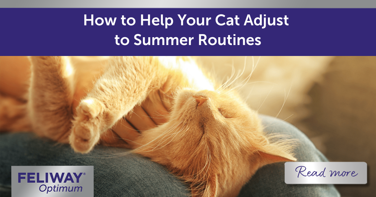 Cattery Routine How to Help Your Cat Adjust to Summer Routines