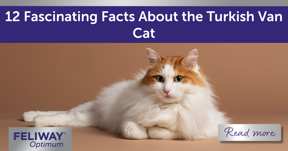 White & brown Turkish Van cat with long fluffy hair lying down.