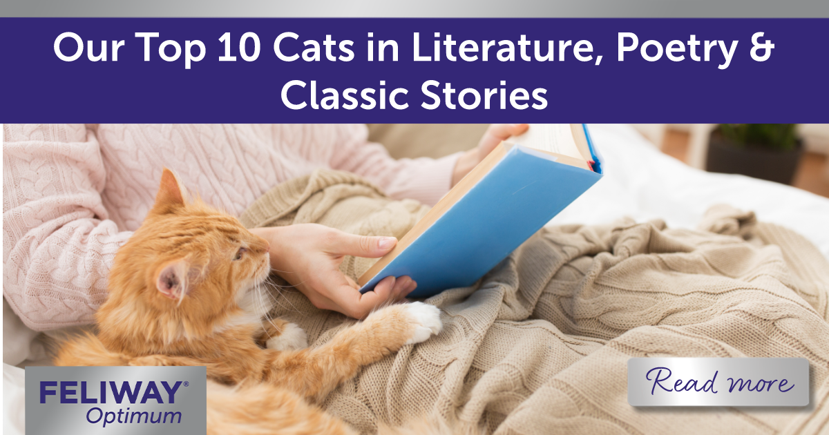 Ginger cat laying on a blanket next to a human reading a book.