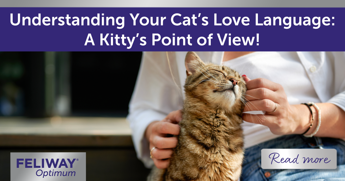 Affectionate cat rubbing against a woman’s hand.