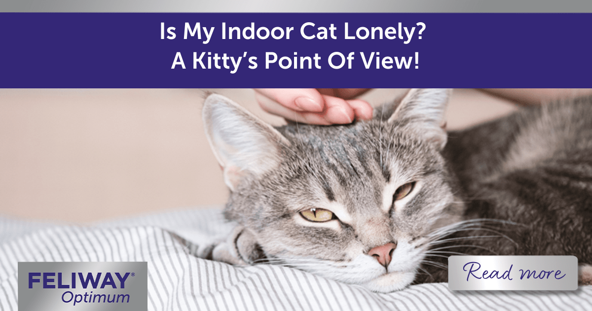Is My Indoor Cat Lonely? A Kitty’s Point Of View!