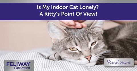 Is My Indoor Cat Lonely? A Kitty’s Point Of View!